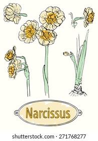 Vector illustration. Set of hand drawn sketches of narcissus bridal crown. Ink outlines with some colors isolated on ivory background with the text on hand drawn plate