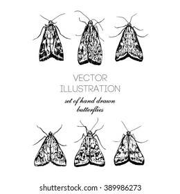 Vector illustration. Set of hand drawn butterflies.