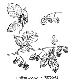 Vector illustration set of hand drawn raspberry and leaves isolated on white background. Outline raspberry are element for design. Hand-drawn contour lines