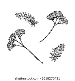 Vector illustration set with hand-drawn yarrow flowers and leaves. Black and white botanical sketches of field herbs, ideal for herbal packaging, floral prints, natural design and eco-themed projects