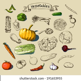 Vector illustration of a set of hand-painted vegetables,