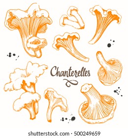 Vector illustration with set of hanterelles in sketch style. Hand-drawn mushrooms on white background. Delicatessen orange products. Autumn forest harvest.