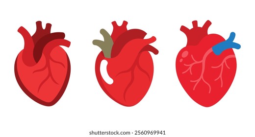 vector illustration set of heart coronary artery heart on white background