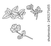 Vector illustration Set of herbs leaf hand drawn sketch, culinary herbs and spices line art, Containing Basil, Parsley, Cilantro or Coriander isolated on white background, For kids coloring book.