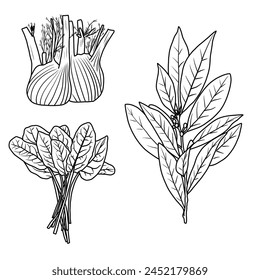 Vector illustration Set of herbs leaf hand drawn sketch, culinary herbs and spices line art, Containing Fennel, Bay leaf, Sorrel, isolated on white background, For kids coloring book.