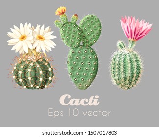 Vector illustration set of high detailed cacti