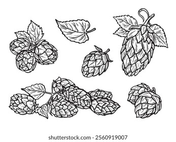 Vector illustration set of hop cones in a line drawing style, for craft beer branding, brewery logos, packaging, and botanical-themed projects. 