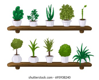 Vector illustration of a set of house plants in pots on wooden shelves and white background 