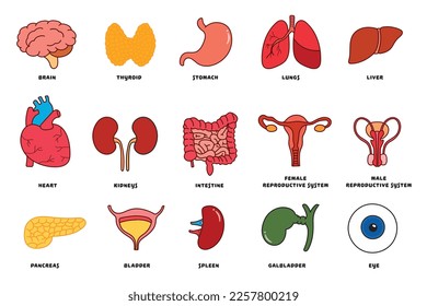 Vector illustration Set of human internal organs