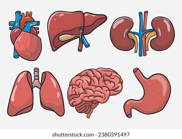 vector illustration set of human organ. hand drawn vector human organ. cartoon human organ heart liver kidney lung brain stomach isolated vector.