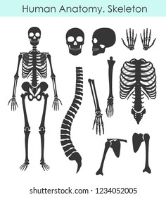 Vector illustration set of human skeleton. All human bones silhouette collection in flat style isolated on white background.