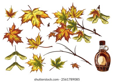 Vector illustration of a set with the image of leaves, seeds, branches and a bottle with maple syrup. Bright watercolor elements on an isolated background. Grunge style. Environment.