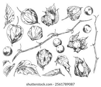 Vector illustration of set with image of physalis berries, leaves of different shapes, stem and lanterns. Elements of botanical plant in engraved black and white style on isolated background. Flora.