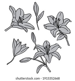 Ilustración vectorial, conjunto de imágenes de flores de lirio, dibujo en color monocromo, plantilla, esténcil, aislamiento sobre un fondo blanco