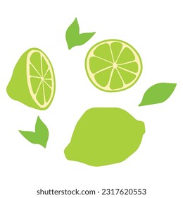 Vector illustration. Set of individual limes and leaves. Sample. Whole and cut lime.