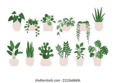 Vector illustration set of a indoor plants houseplants in a pots. Isolated on white background.