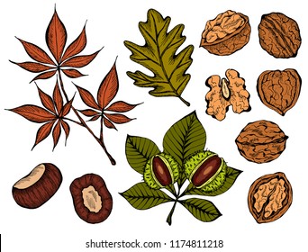 Vector illustration of set ink sketch hand drawn colorful walnut plant, chestnuts, Autumn leaves. Farmer market design. Vintage, retro style. Whole, half nuts seed. Healthy food, organic, Engraved.