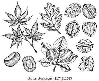 Vector illustration of set ink sketch hand drawn walnut plant, chestnuts, Autumn leaves. Farmer market design. Vintage, retro style. Whole, half nuts seed. Healthy food, organic, Fall, Engraved.
