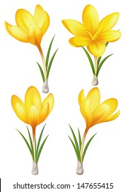 Vector illustration - set of isolated yellow crocuses. Created with a gradient mesh.