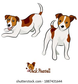 Vector illustration set of Jack Russell dog in different poses. Hand drawn on white background.