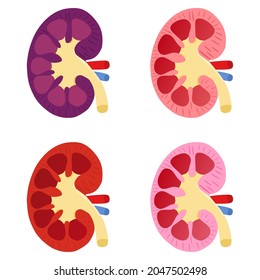 Vector illustration set of a kidney with its internal structure, suitable for advertising health and education products