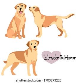 Vektorillustration-Illustrationssatz von Labrador Retriever Hund in verschiedenen Posen. Hand gezeichnet auf weißem Hintergrund.