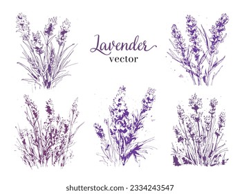 Vector illustration set: lavender, isolated on a white background
