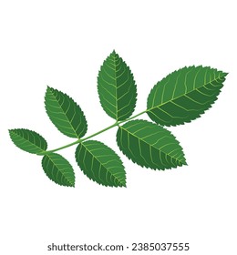 Vector illustration set of leaves in cartoon flat style design. Green leaf in different view position. elements set collection of green forest. Decorative beauty elegant illustration for design