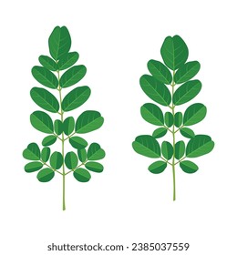 Vector illustration set of leaves in cartoon flat style design. Green leaf in different view position. elements set collection of green forest. Decorative beauty elegant illustration for design