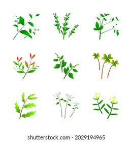 Vector illustration set of leaves and flowers