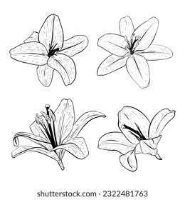Vector illustration set of lily flowers in full bloom. Black detailed outline of petals, different views. For postcards, design, invitation, printings, poster, stickers, souvenirs, tattoo, stamp, logo