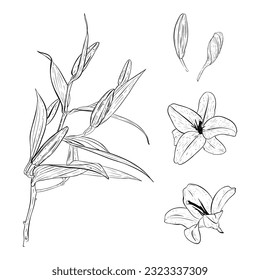 Vector illustration set of lily flowers in full bloom, lilly bud and lily branch. Black detailed outline of petals, different views. For postcards, invitation, printings, posters, sticker, stamp, logo