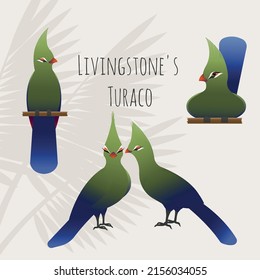 A vector illustration set of livingstone's turaco birds. Colourful gradient birds on a light background, text is present
