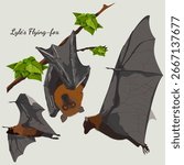 vector illustration of a set of Lyle`s Flying-fox. Bat species illustration