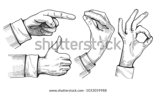 Vector illustration of a set of male\
hand gestures. Pointing finger, like or thumb up, Italian gesture\
and ok sign. Hand drawn vintage engraving\
style.