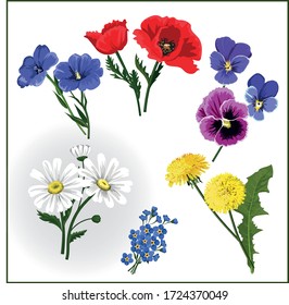 
Vector illustration, a set of meadow flowers, as an element of disfine.
