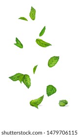 Vector illustration of a set of mint leaves in the air.