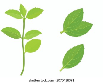 Vector illustration set of mint leaves herb