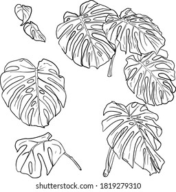 Vector illustration of set monstera leaves isolated on white background. For printing clothes, dishes, bedding, wrapping paper, blanks for designers