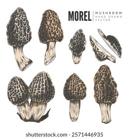 Vector illustration of a set of morel mushrooms, different shapes, sizes, whole and half. Edible forest mushroom. Hand-drawn watercolor illustration. Isolated background. Grunge style.