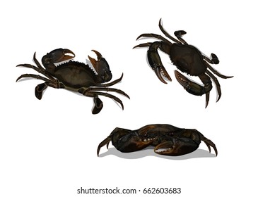 Vector Illustration : Set Mud Crab Scylla serrata above and front isolated on white background.