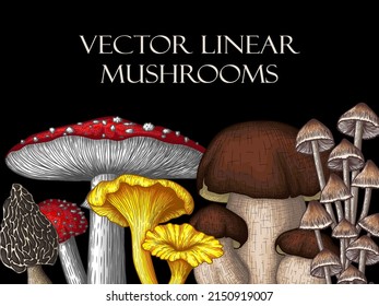 Vector illustration of a set of mushrooms in engraving style. Colored graphic linear fly agaric, chanterelle, white fungus, morel, mycena