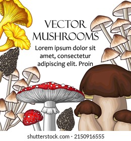 Vector illustration of a set of mushrooms. Frame of fly agaric, chanterelles, porcini mushrooms, morel, mycena