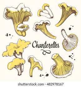 Vector illustration with set of mushrooms in sketch style. Hand-drawn chanterelle on white background. Autumn forest harvest.