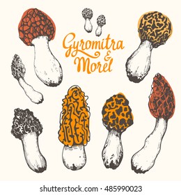 Vector illustration with set of mushrooms in sketch style. Hand-drawn morel and gyromitra on white background. Autumn forest harvest.