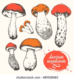 Vector illustration with set of mushrooms in sketch style. Hand-drawn leccinum aurantiacum on white background. Autumn forest harvest.