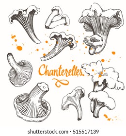 Vector illustration with set of mushrooms in sketch style. Hand-drawn truffle on white background. Delicatessen orange products. Autumn forest harvest.