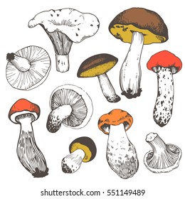 Vector illustration with set of mushrooms in sketch style. Hand-drawn milk caps, chanterelle, slippery jack, morel and gyromitra on white background. Autumn forest harvest.