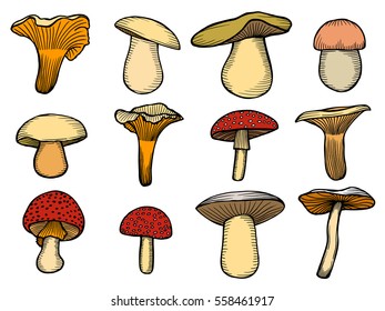 Vector illustration with set of mushrooms in sketch style.