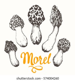 Vector illustration with set of mushrooms in sketch style. Hand-drawn morel and gyromitra on white background. Autumn forest harvest.